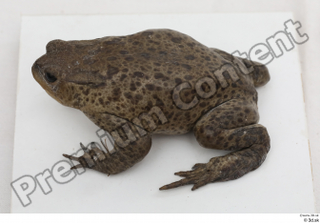 Toad  2 Bufo bufo whole body 0013.jpg